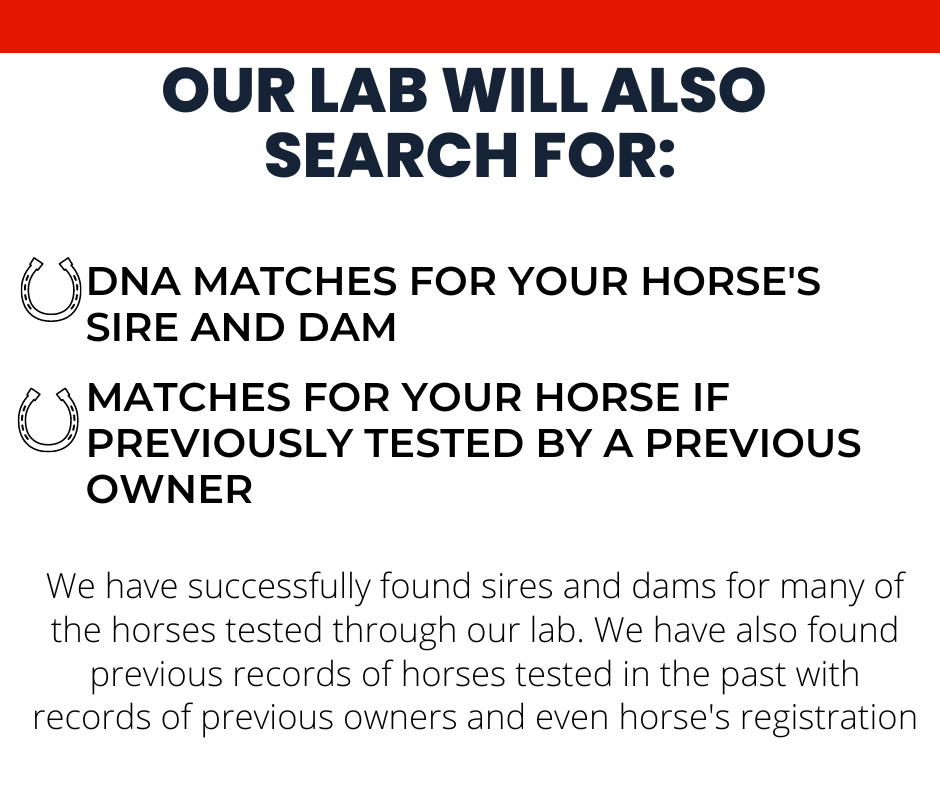Horse DNA Breed Test DNA My Horse UK