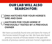 Load image into Gallery viewer, Horse DNA Breed Test
