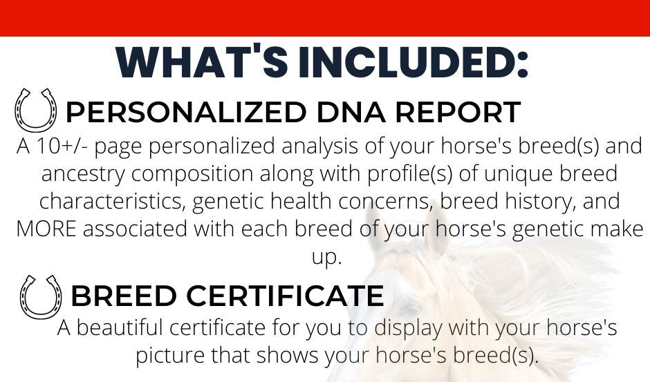 Horse DNA Breed Test DNA My Horse UK
