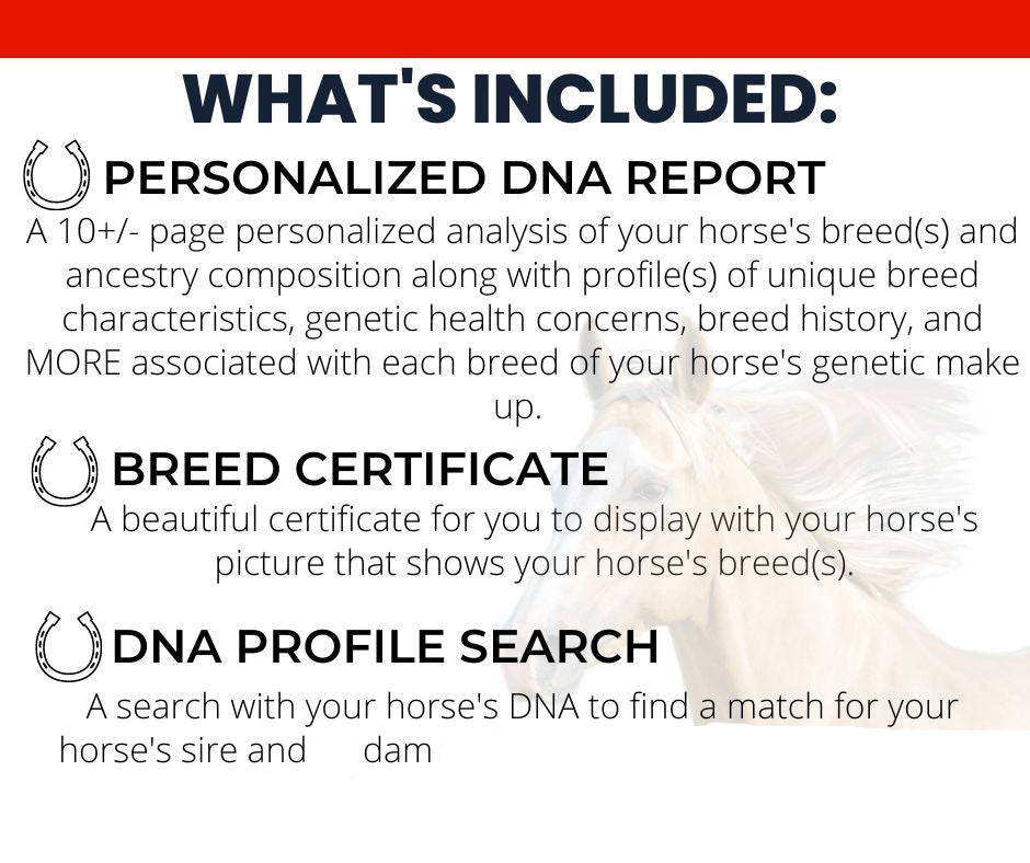 Horse DNA Breed Test